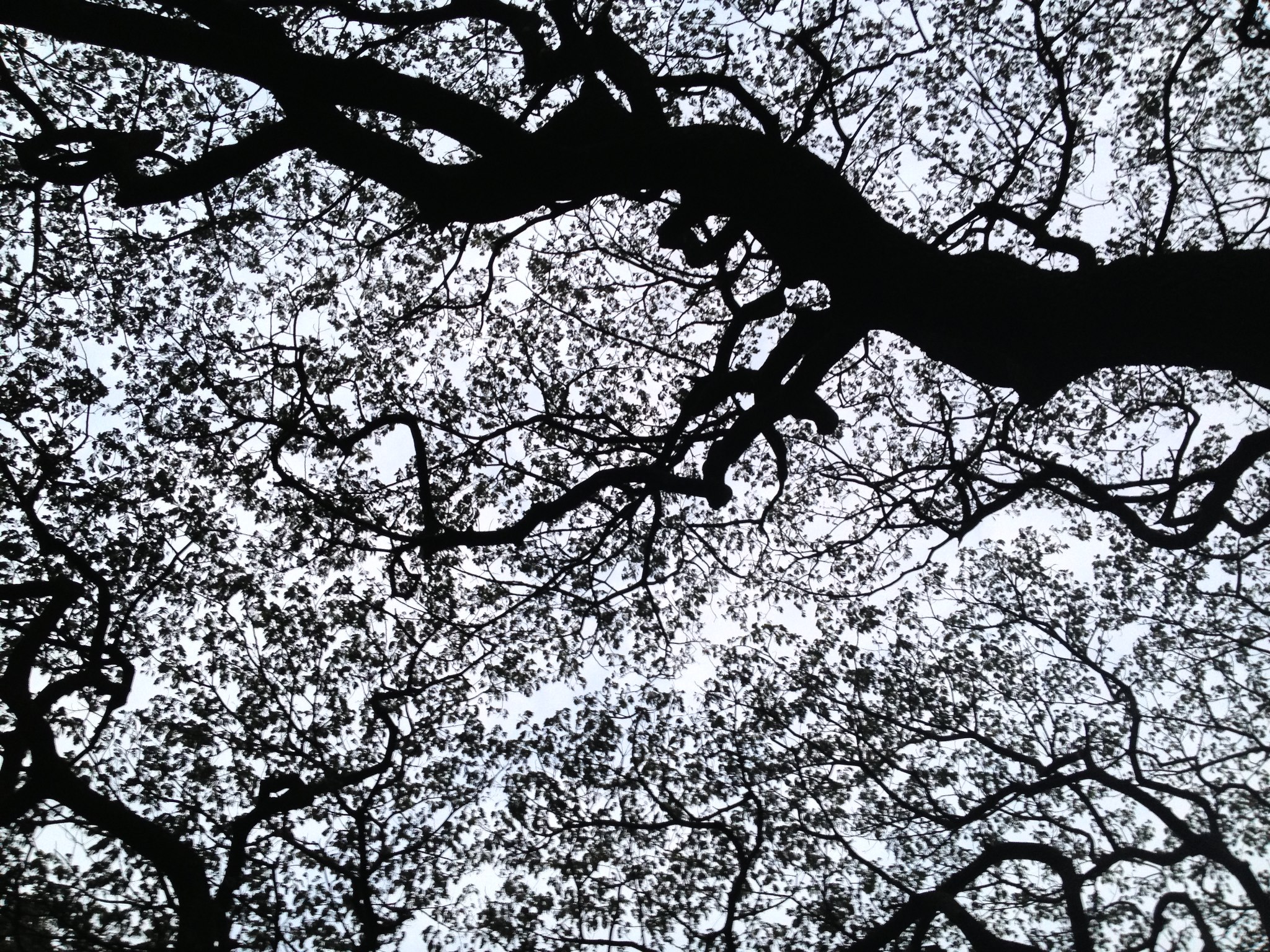 Bengaluru Botanical Garden